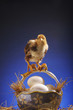 A chick standing on a basket of eggs.