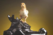 A chick standing on a telephone.