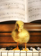 A duckling standing on a piano.
