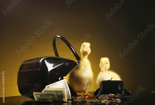 Photo: Two yellow ducklings with purse and money. Two yellow ducklings with purse and money.