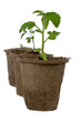 Seedlings in peat pots