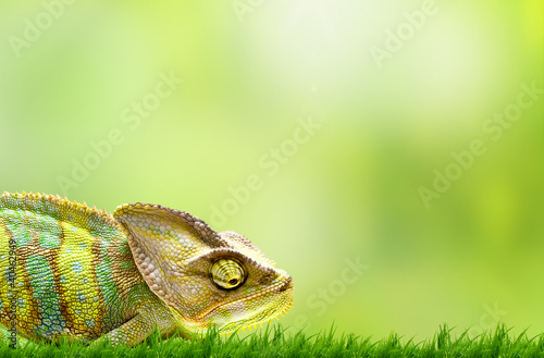 Photo: Chameleon on beautiful green grass Chameleon on beautiful green grass