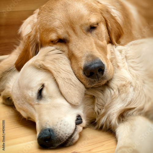 Photo: View of two dogs lying View of two dogs lying