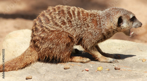 Photo: Meerkat Meerkat