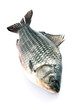 Raw fish
