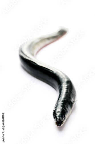 Photo: Eel Eel