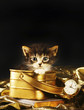 Kitten inside a bucket