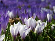 Frühlingsblumen Krokus Frühlingsblumen Krokus