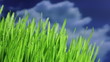Grass