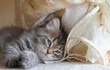 Gatto siberiano, cucciolo