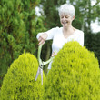 Senior woman pruning bush with hedge clippers