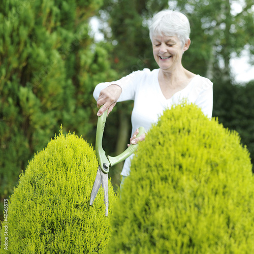 Foto: Senior woman pruning bush with hedge clippers Senior woman pruning bush with hedge clippers