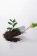 A plant with soil on a hand trowel