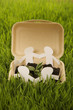 Chain paper dolls protecting seedling in a styrofoam container