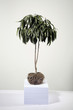A plant on stacks of paper