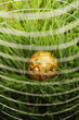 Globe surrounded by wire mesh on grass