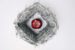 An apple surrounded by barbed ire