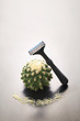 Cactus with a shaver