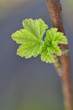 Redcurrant sprout