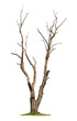 Tree on white background