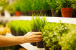 Closeup on hands taking pots of green grass from store shelf