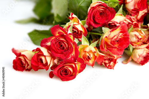 Photo: roses in a bunch isolated on a white background with space for t roses in a bunch isolated on a white background with space for t