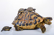 Tortue Hermann femelle et ses 3 bébés