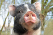 Foto: Schwein Schwein