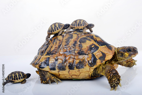 Photo: Tortue Hermann femelle et ses 3 bébés Tortue Hermann femelle et ses 3 bébés