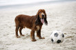 Dog playing with football on the beach