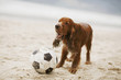 Dog playing with football on the beach
