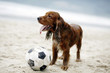 Dog playing with football on the beach