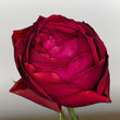 Maroon rose