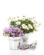 Spring Flowers