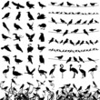 Silhouette of birds