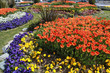 Tulip and Violet Period in istanbul, Turkey. Tulip and Violet Period in istanbul, Turkey.
