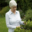 Senior woman trimming plant