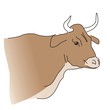 Rind004