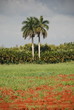Tropical mountains palm trees Tropical mountains palm trees