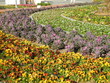 Blumenrabatten