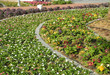 Blumenrabatten
