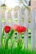 Tulpen