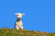 Lamm-Nordfriesland
