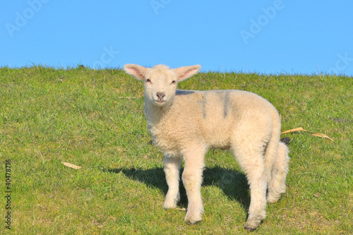 Photo: lamb lamb