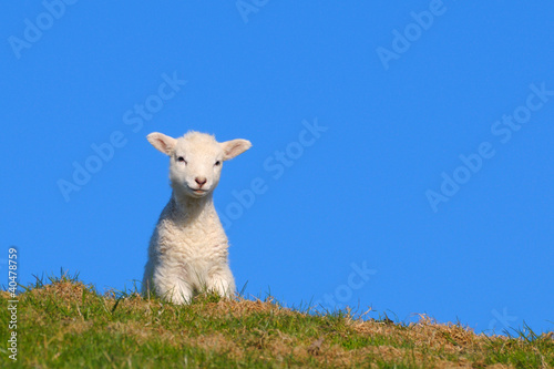 Photo: Lamm-Nordfriesland Lamm-Nordfriesland