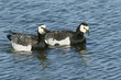 Barnacle goose