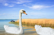 Schwan im seichten Wasser
