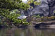 Black-crowned Night Heron