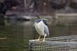 Black-crowned Night Heron