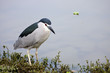 Black-crowned Night Heron